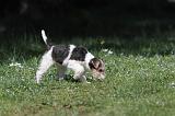 FOX TERRIER 158